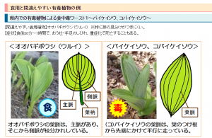 新潟県：【糸魚川】食中毒に要注意！「有毒植物」